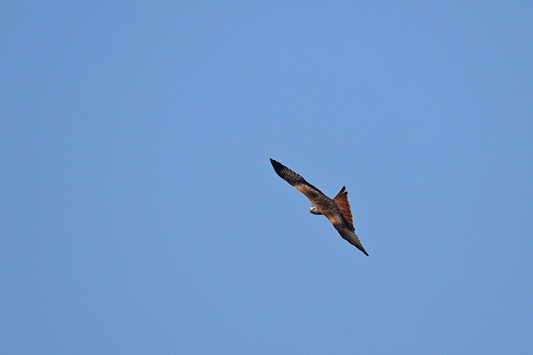 Nibbio reale (Milvus milvus )