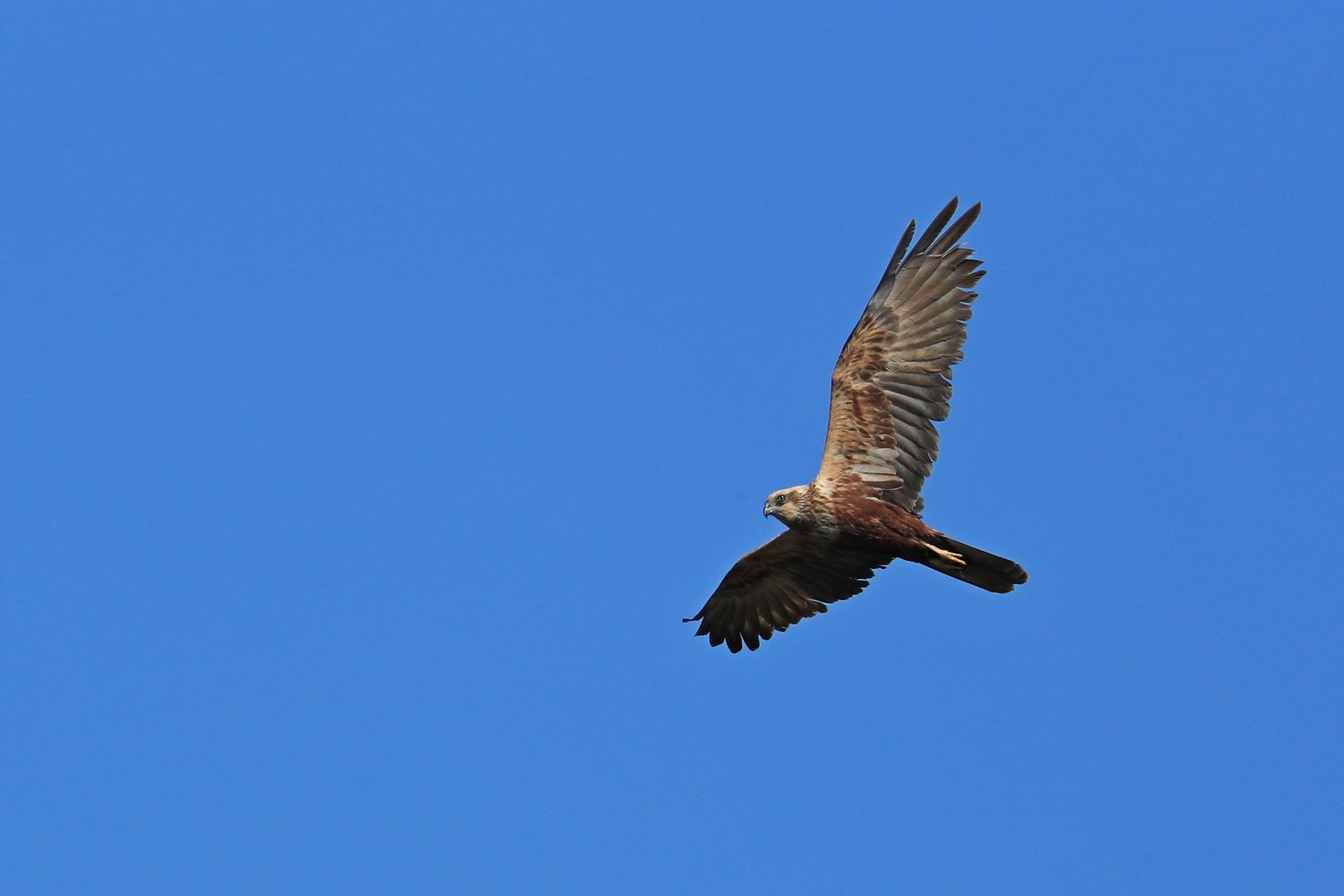 Falco di palude ( Circus aeruginosus )