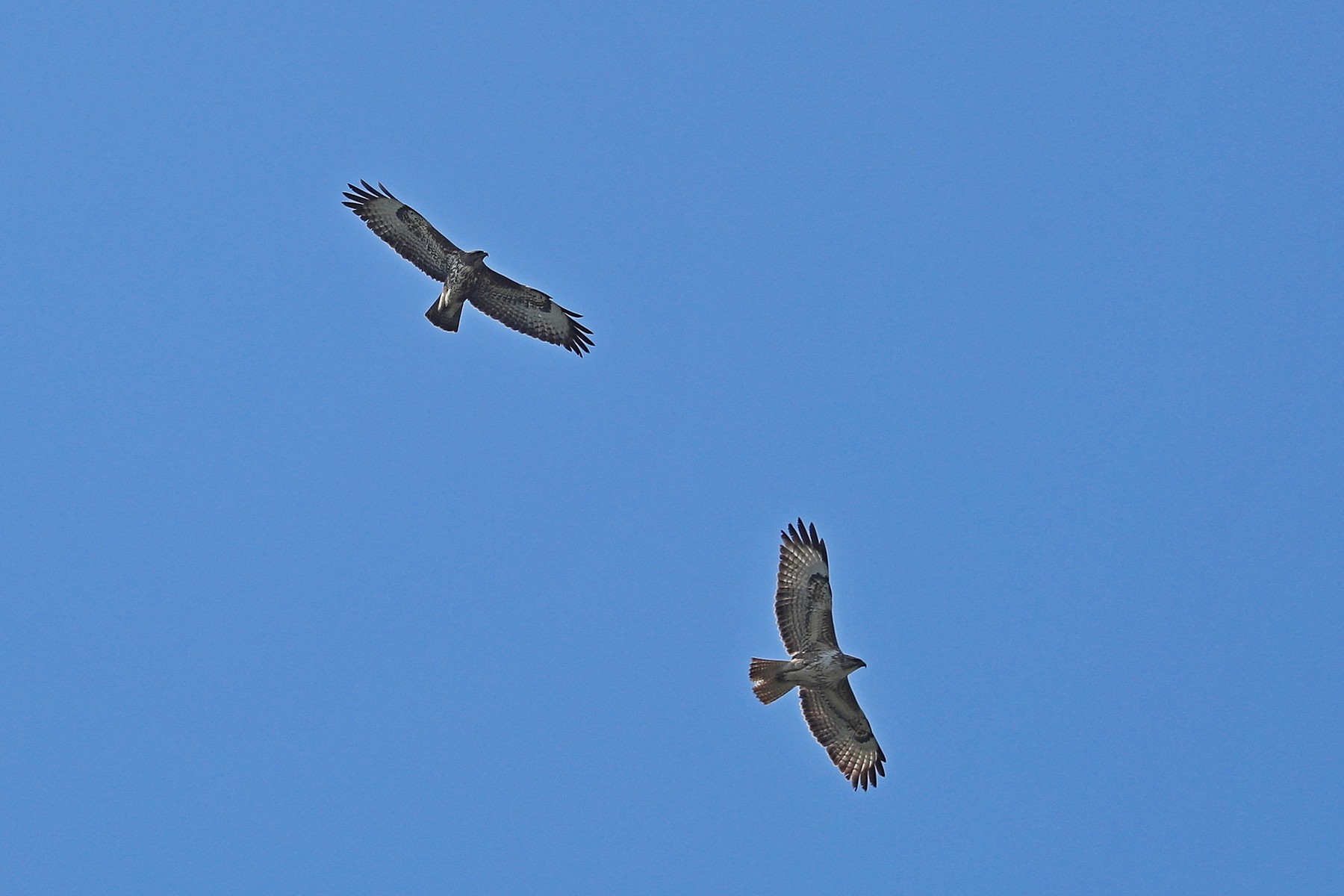 Entrambe Poiana comune  (Buteo buteo)?  S !