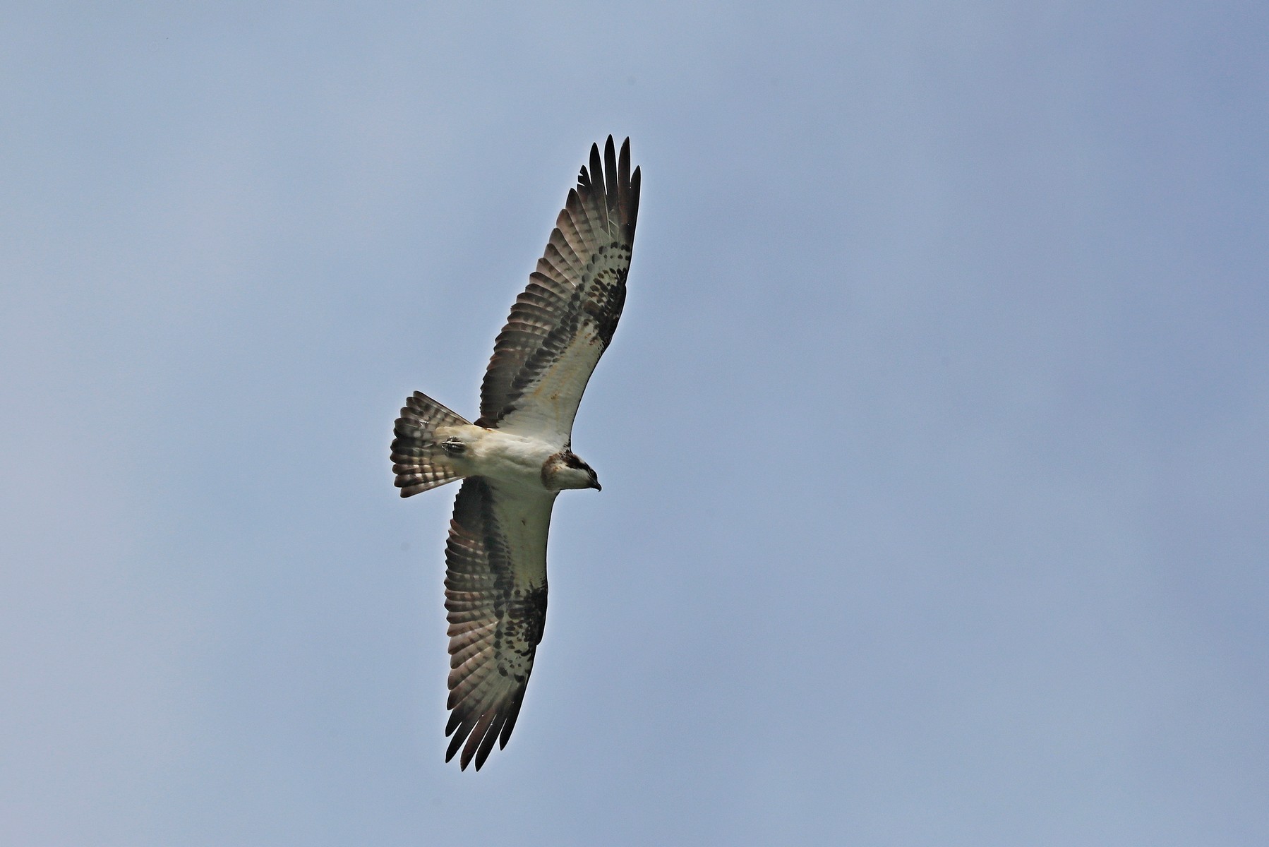 Falco pescatore ( Pandion haliaetus)