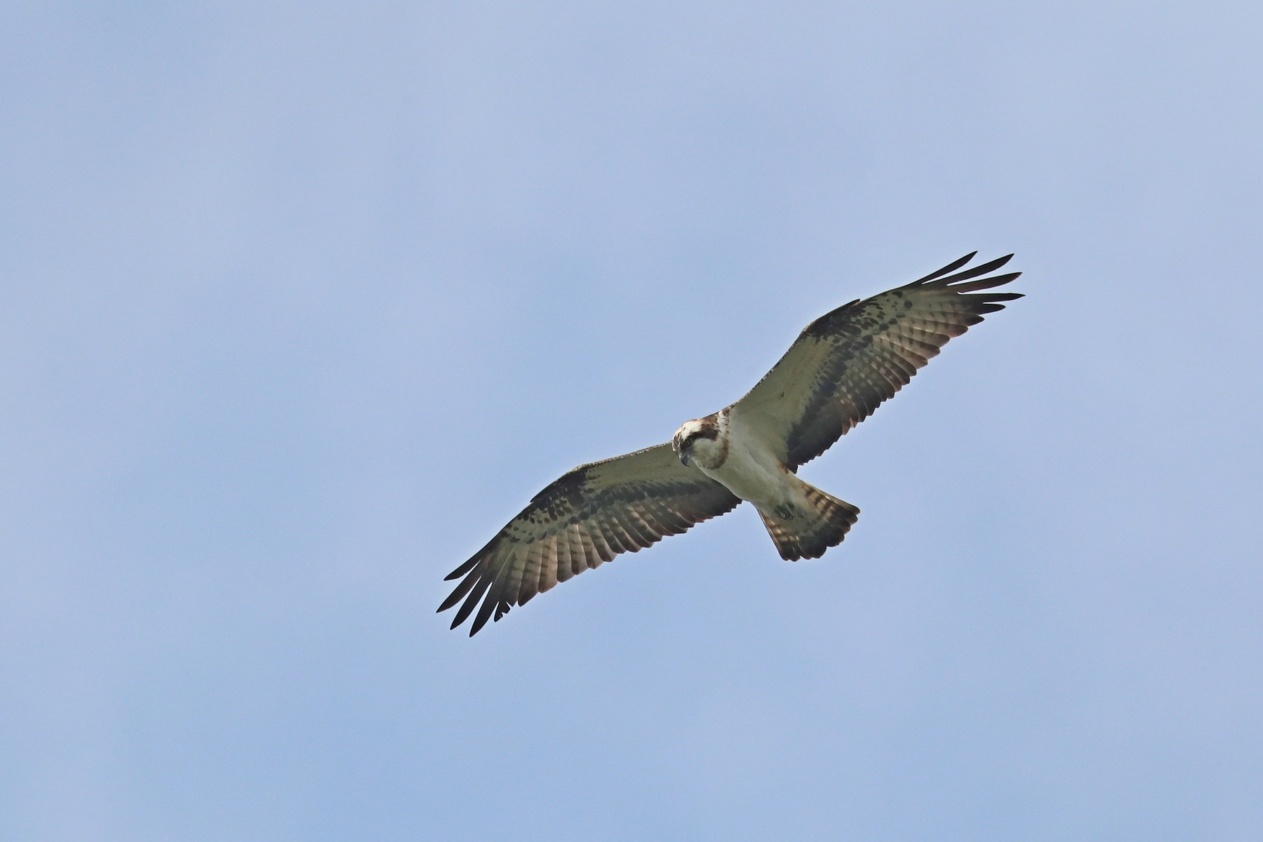 Falco pescatore ( Pandion haliaetus)