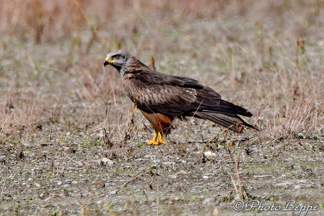 Conferma identificazione -Nibbio bruno (Milvus migrans )