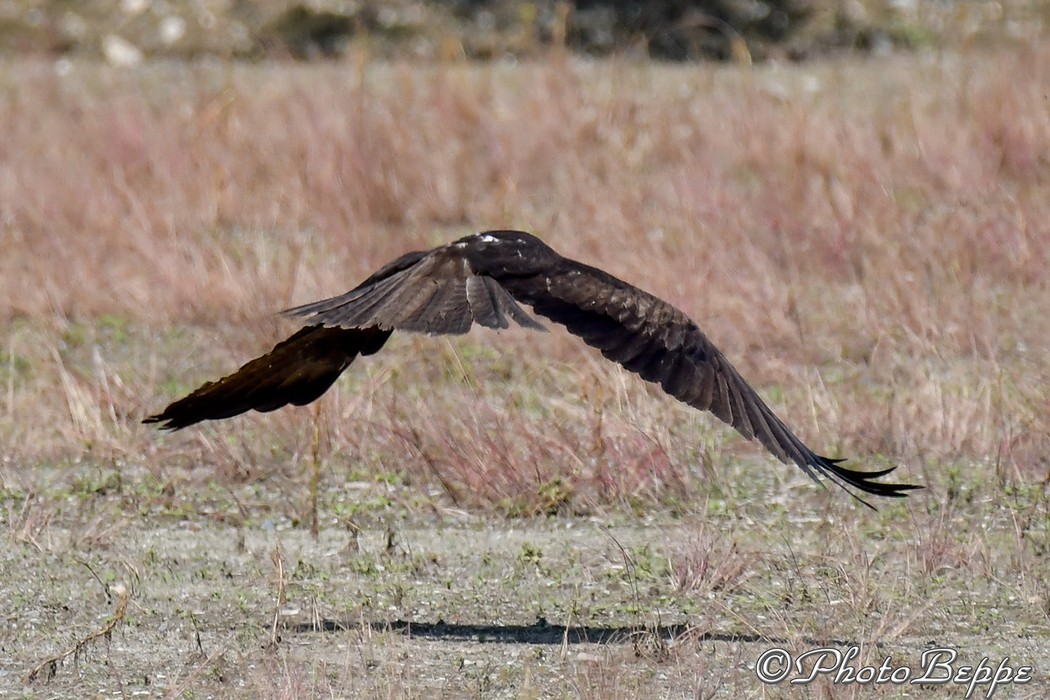 Conferma identificazione -Nibbio bruno (Milvus migrans )