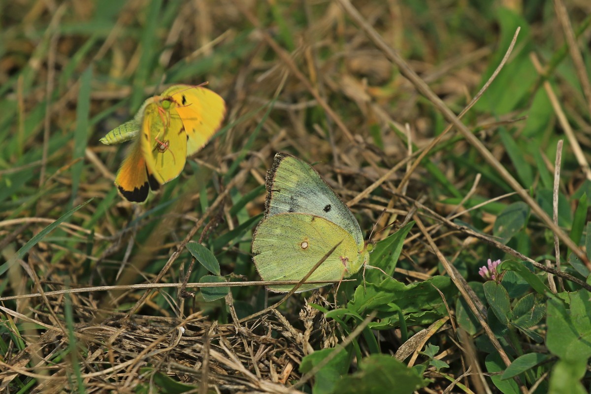 Colias crocea e Colias crocea f.helice ?  S !