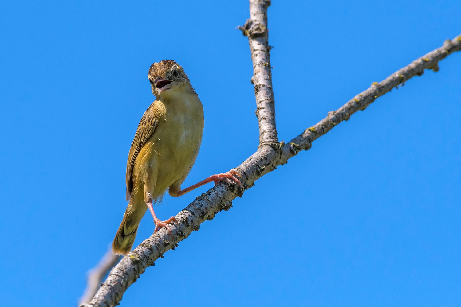 Beccamoschino (Cisticola juncidis)