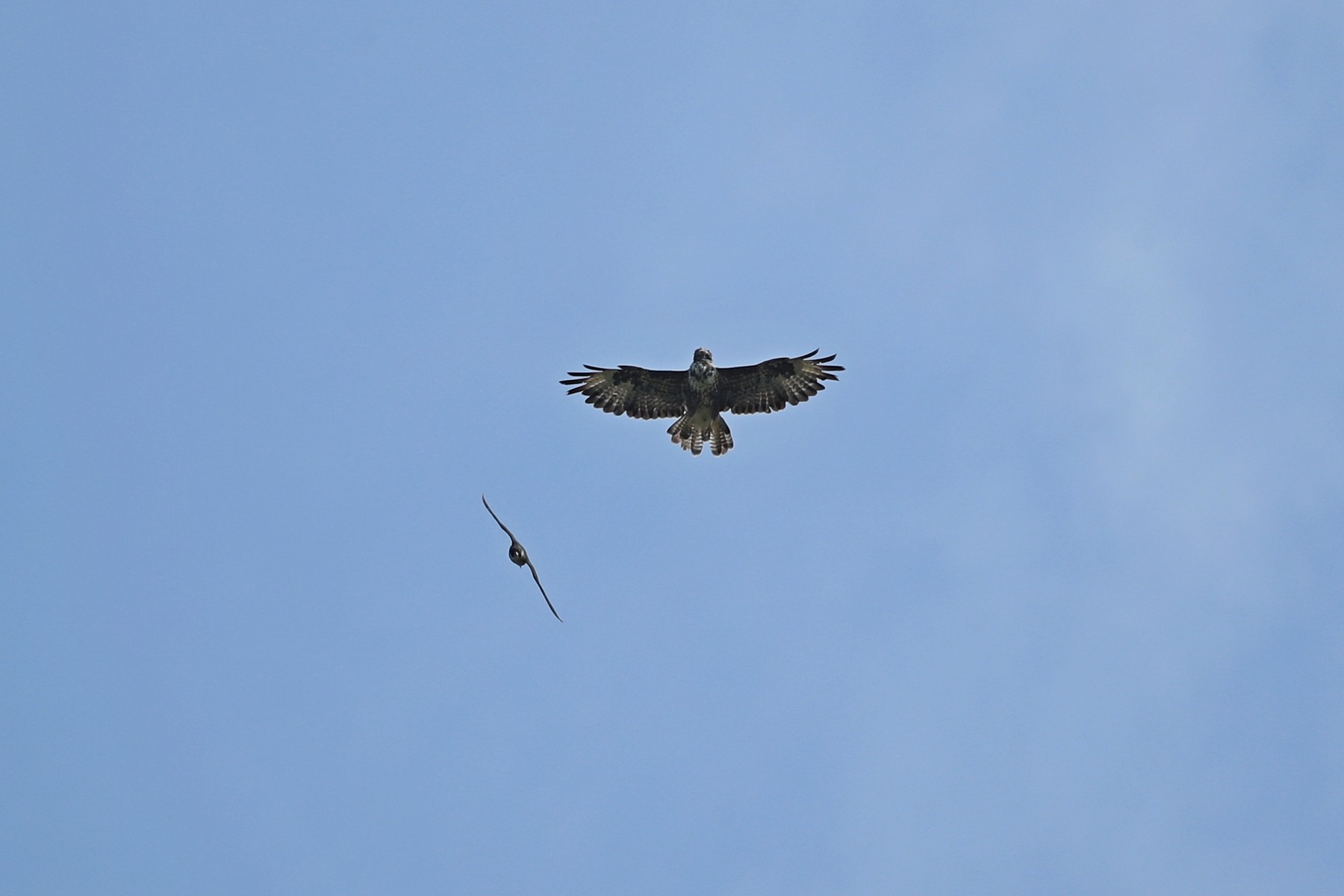 Falco pellegrino (Falco peregrinus) vs Poiana (Buteo buteo)