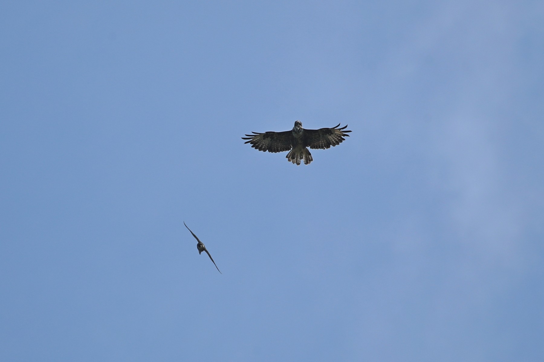 Falco pellegrino (Falco peregrinus) vs Poiana (Buteo buteo)