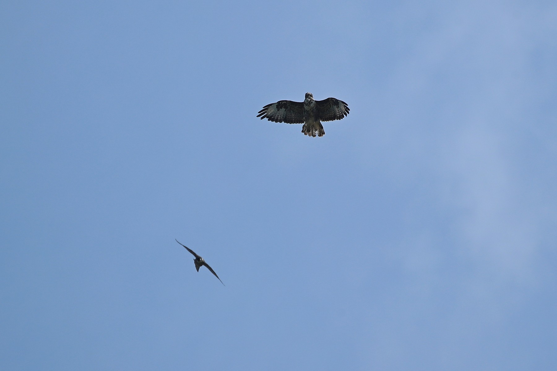 Falco pellegrino (Falco peregrinus) vs Poiana (Buteo buteo)