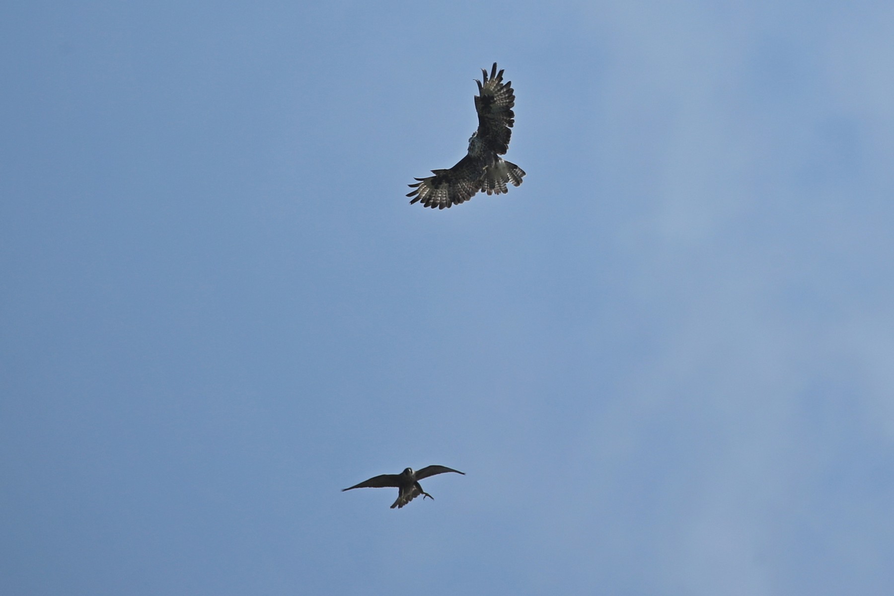 Falco pellegrino (Falco peregrinus) vs Poiana (Buteo buteo)