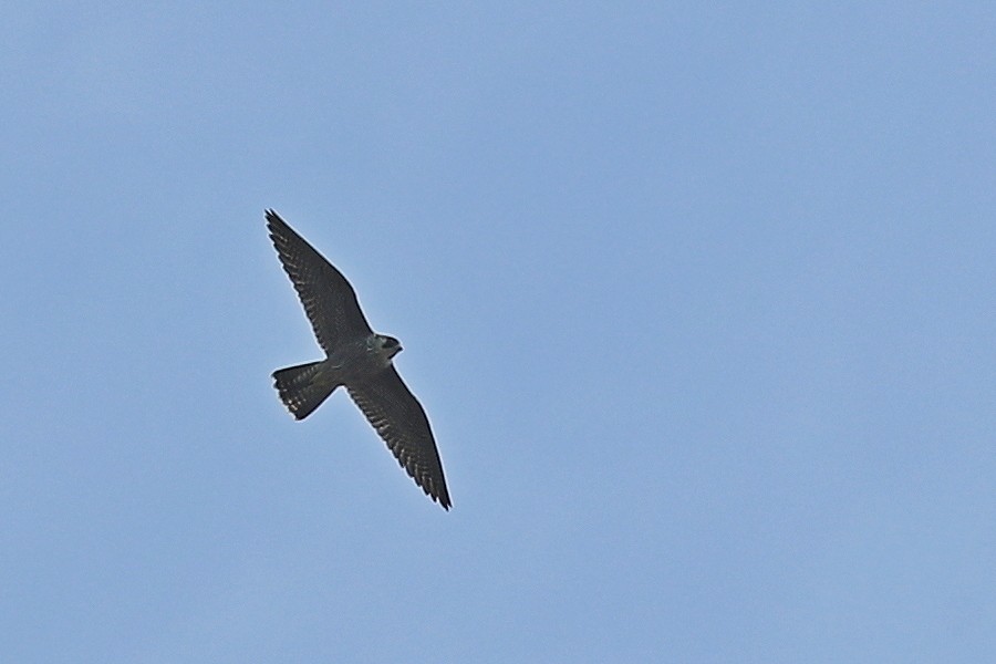 Falco pellegrino (Falco peregrinus) vs Poiana (Buteo buteo)