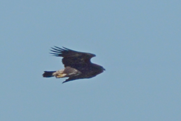 Aquila da identificare