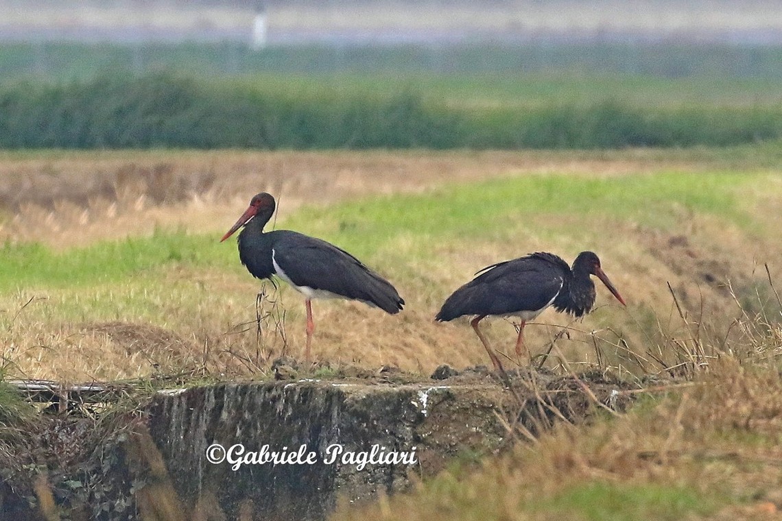 Cicogna nera ( Ciconia nigra )