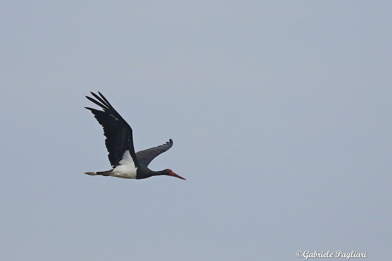 Cicogna nera ( Ciconia nigra )