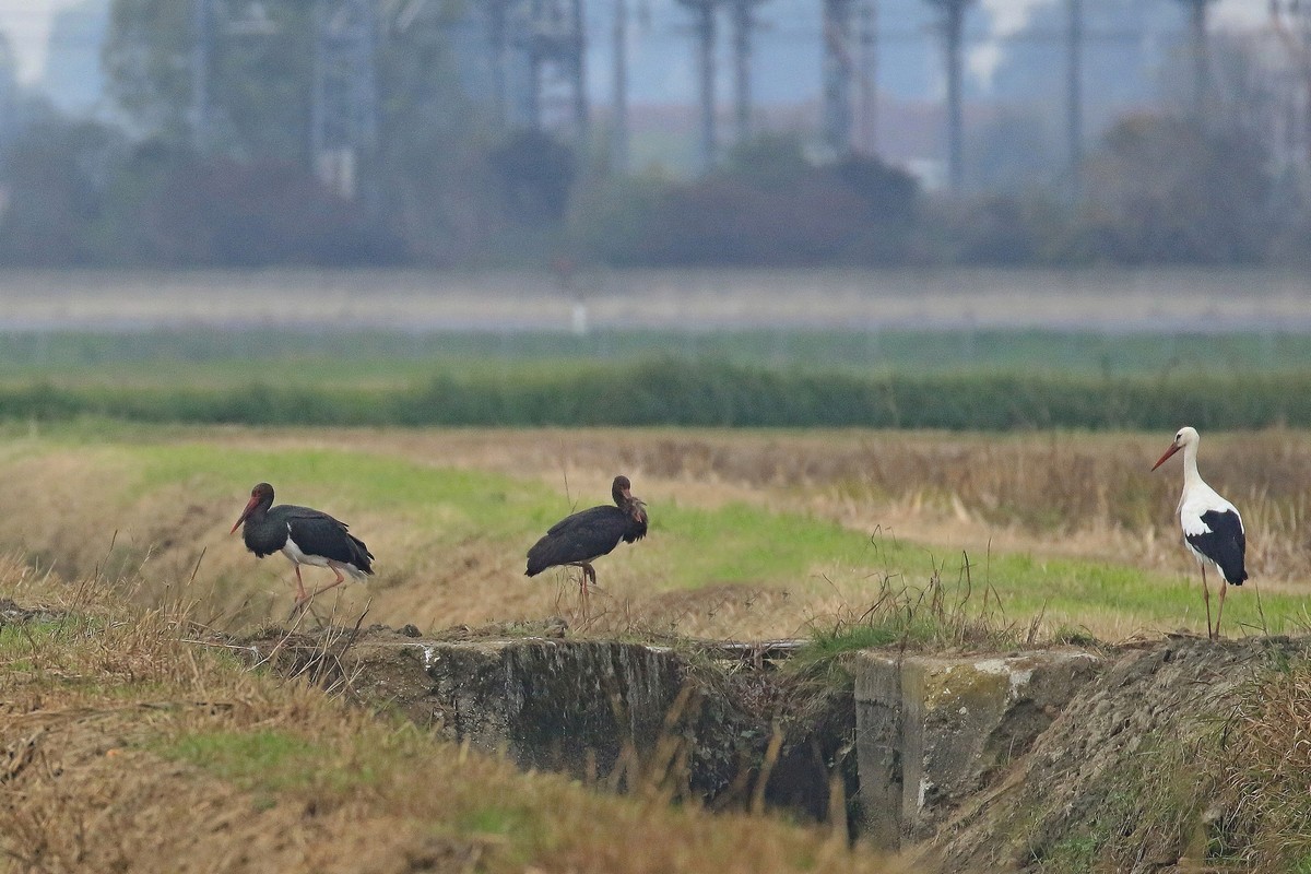 Cicogna nera ( Ciconia nigra )