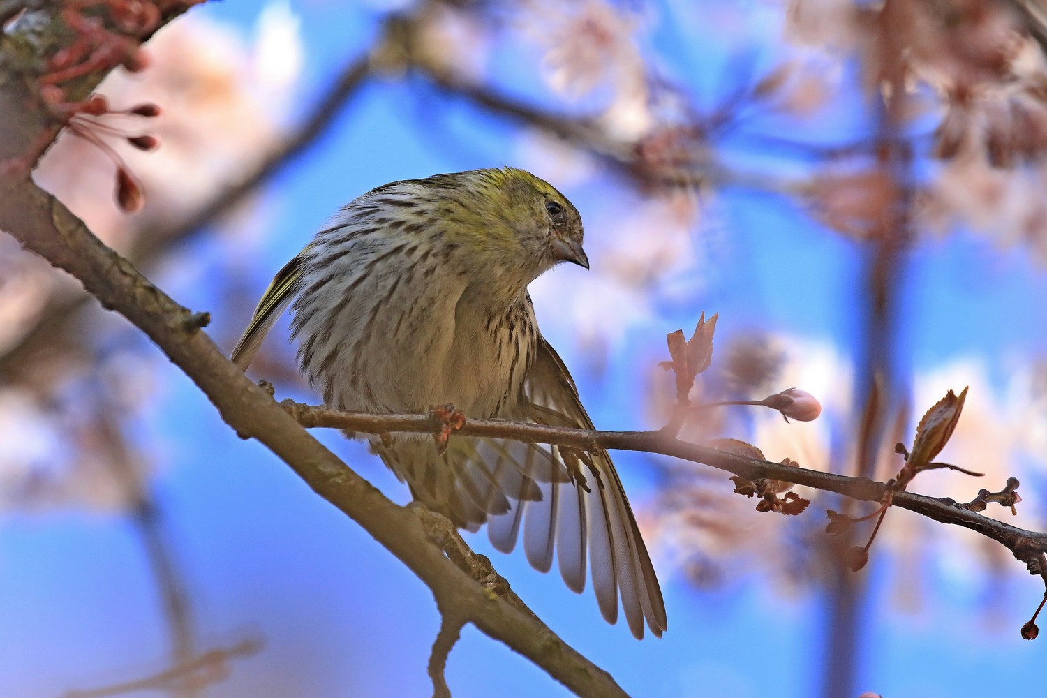 il Birdwatching al tempo del Covid 19