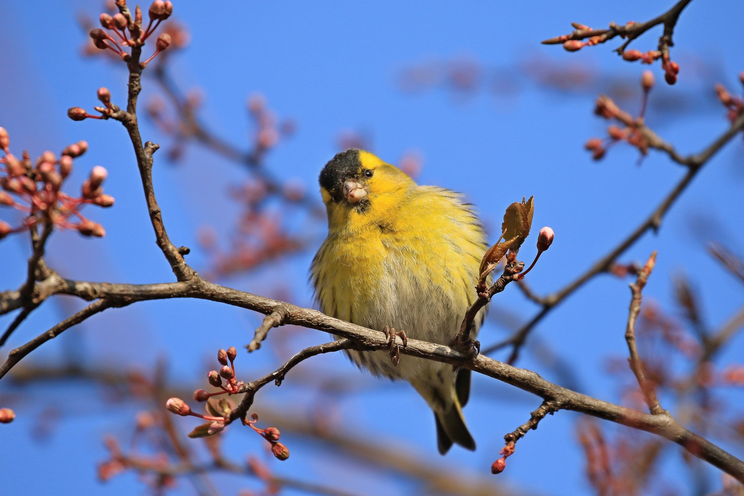 il Birdwatching al tempo del Covid 19