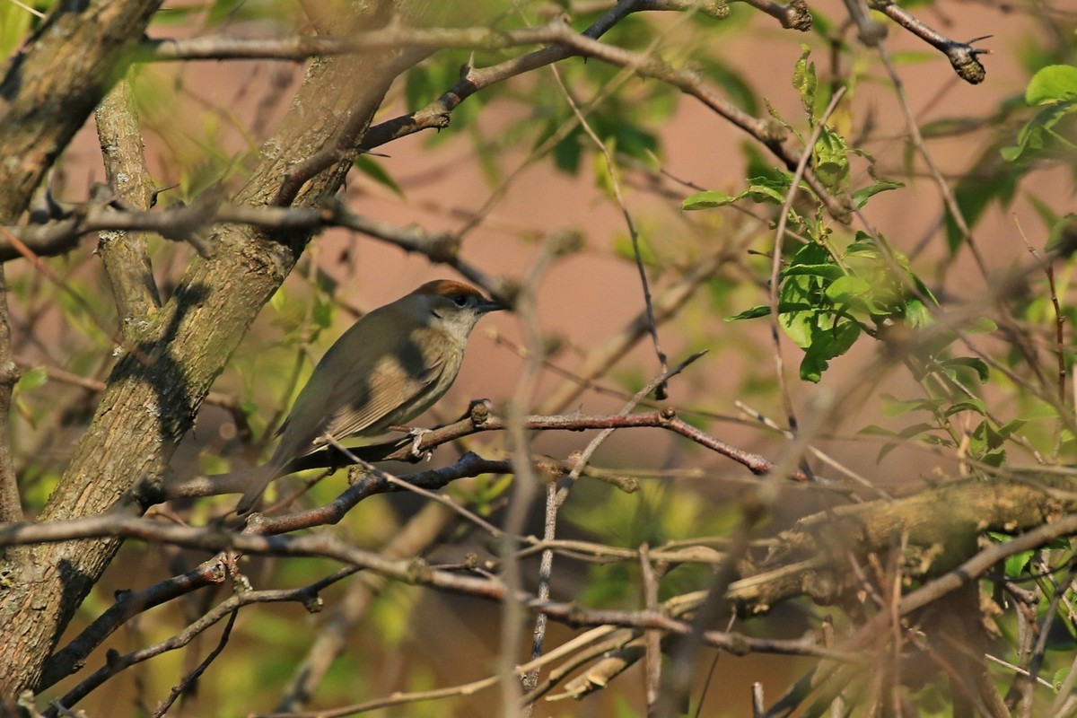 il Birdwatching al tempo del Covid 19