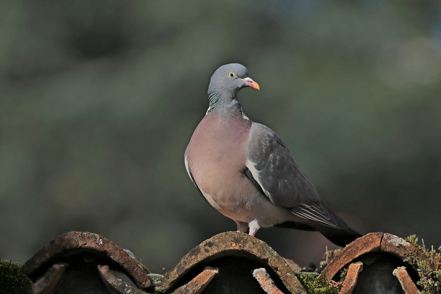 il Birdwatching al tempo del Covid 19