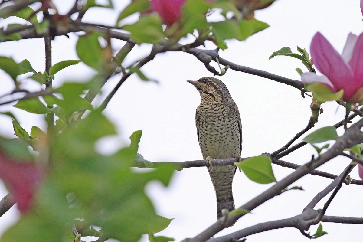 il Birdwatching al tempo del Covid 19