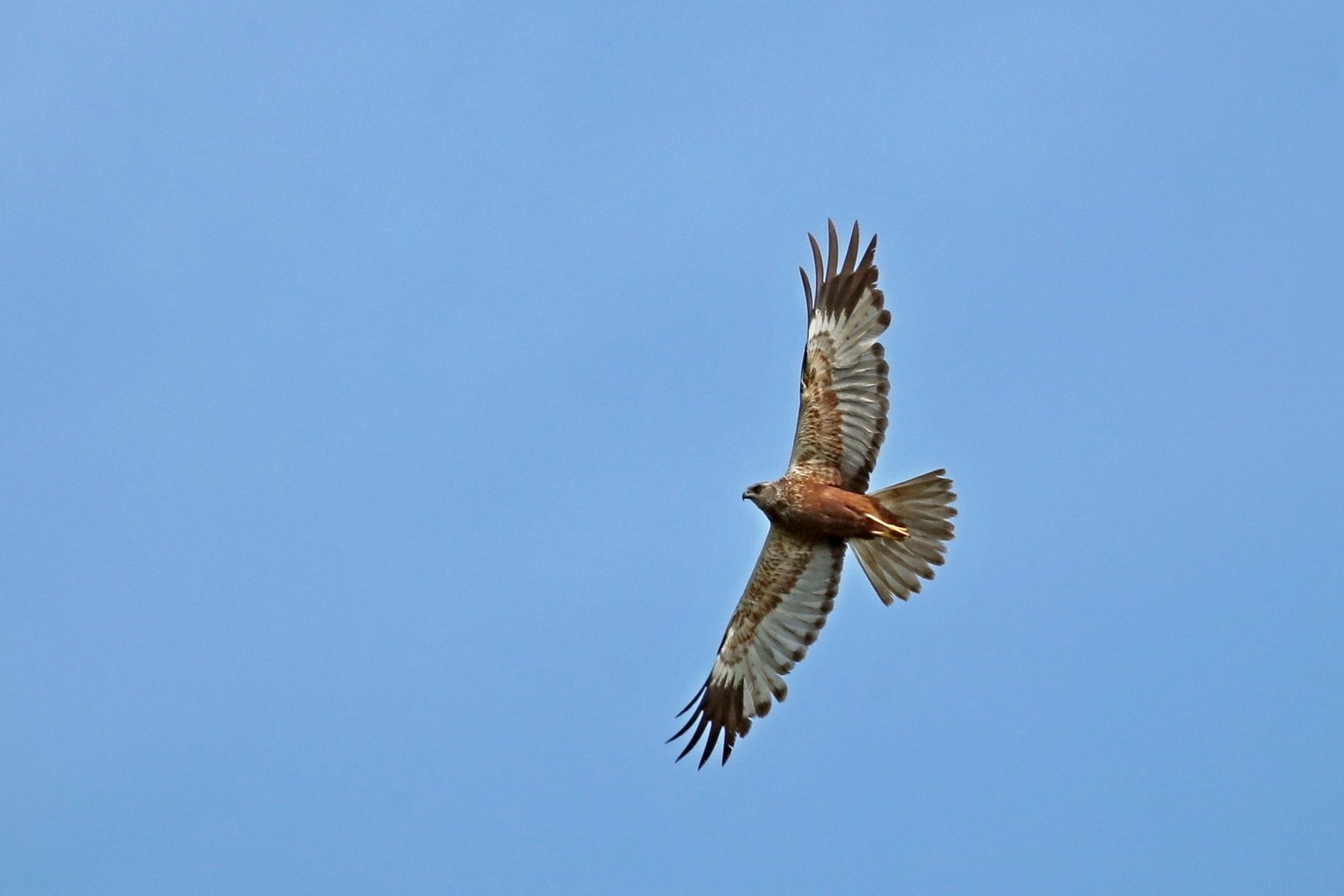 Falchi di Palude ( Circus aeruginosus )