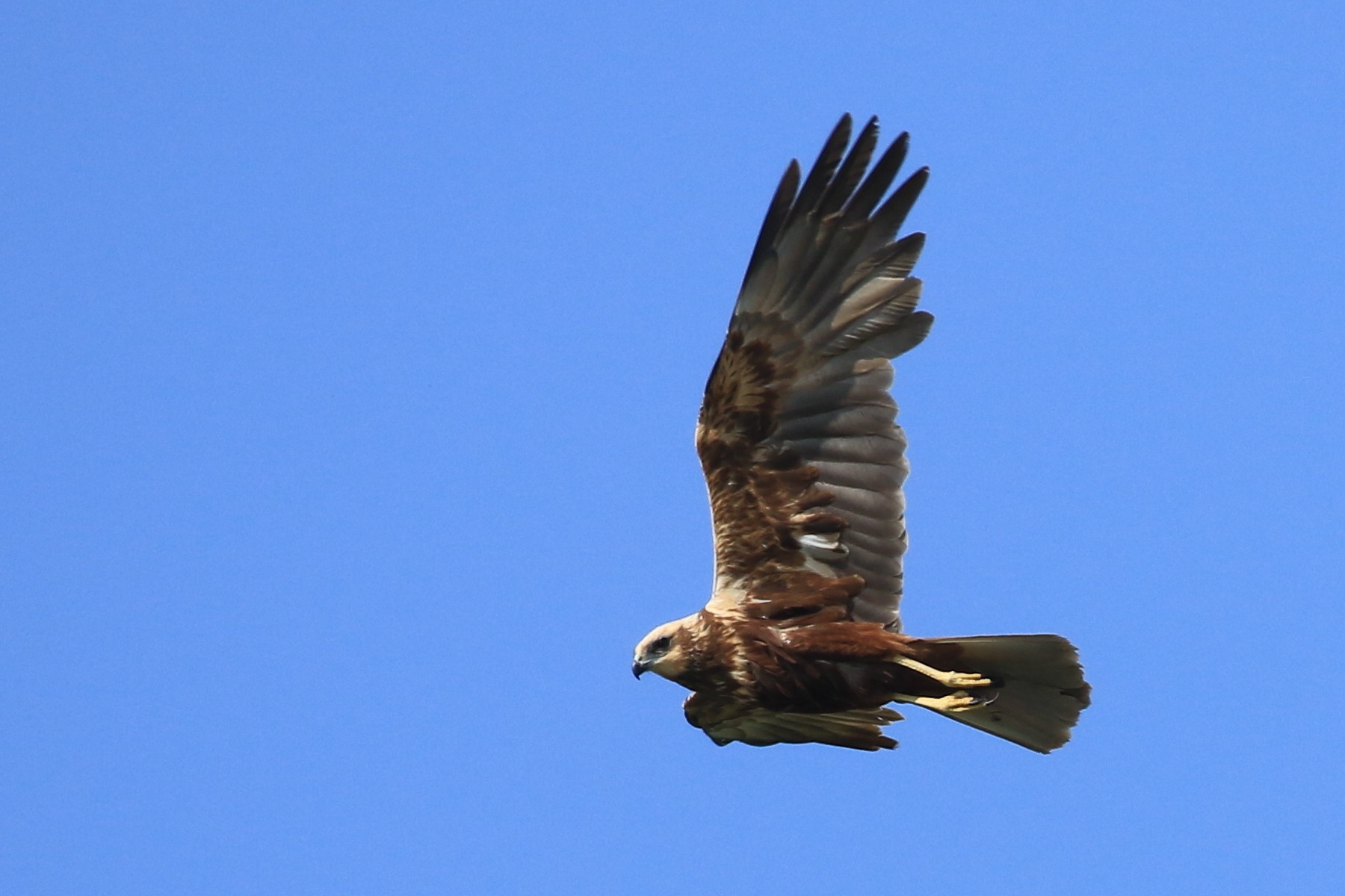 Falchi di Palude ( Circus aeruginosus )