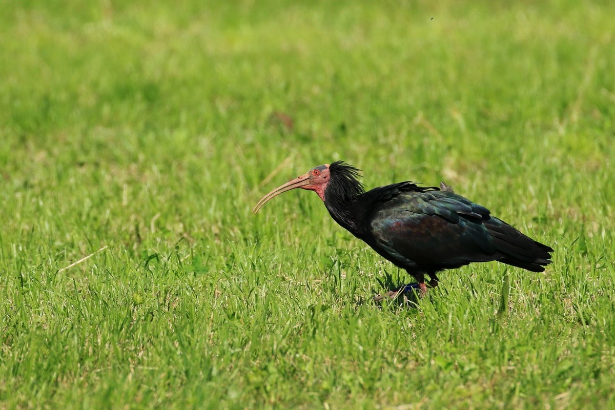 Ibis eremita ( Geronticus eremita ) - Oskar