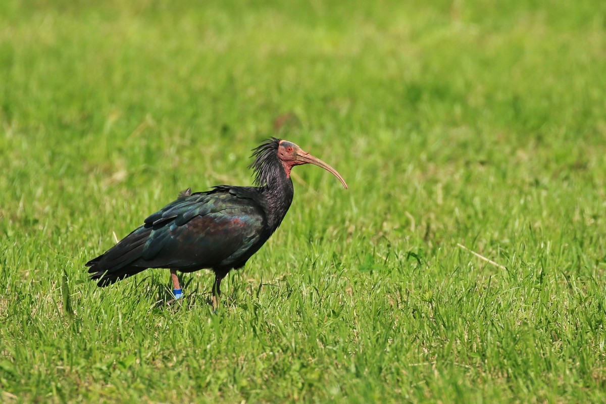 Ibis eremita ( Geronticus eremita ) - Oskar