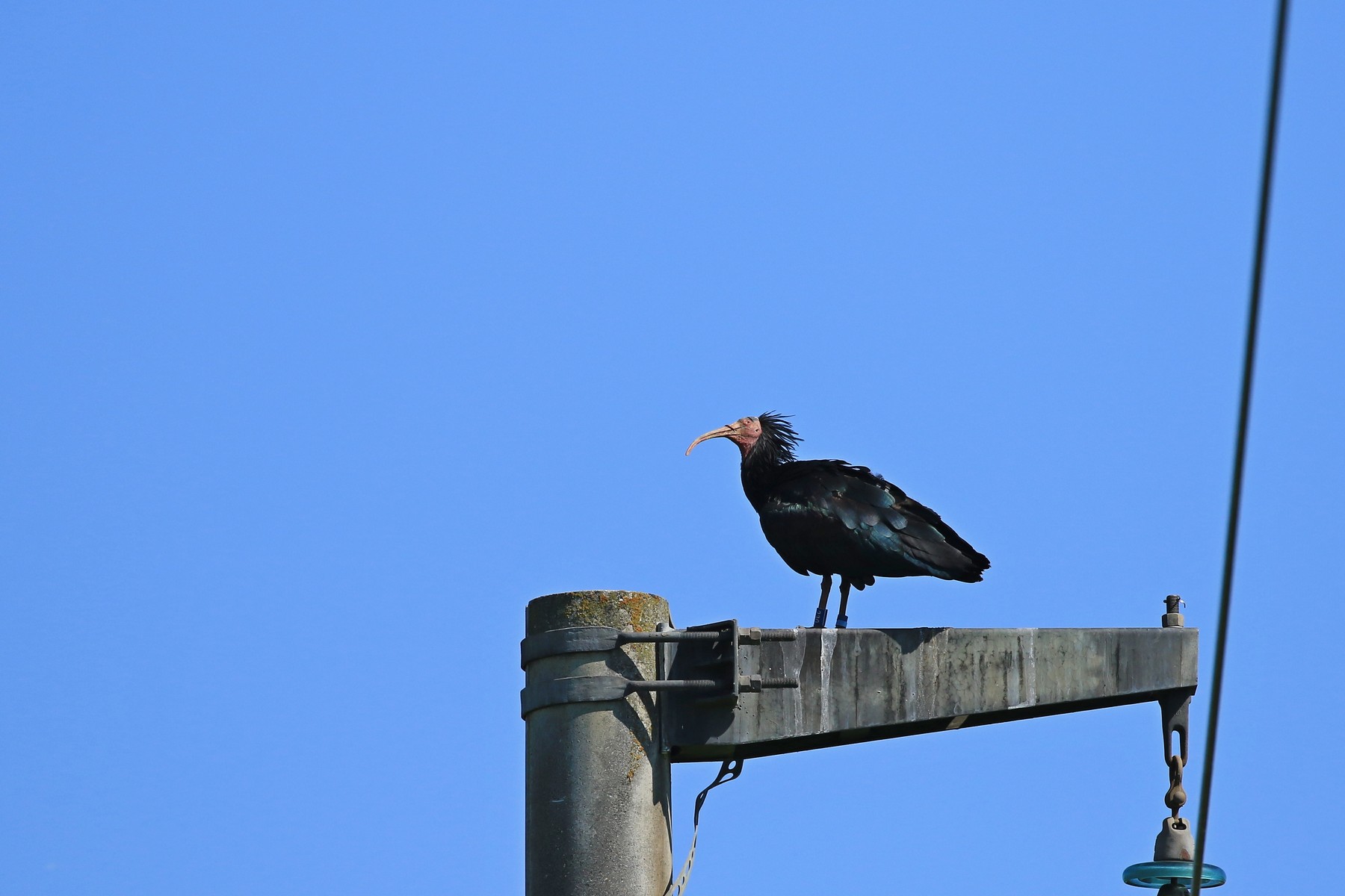 Ibis eremita ( Geronticus eremita ) - Oskar