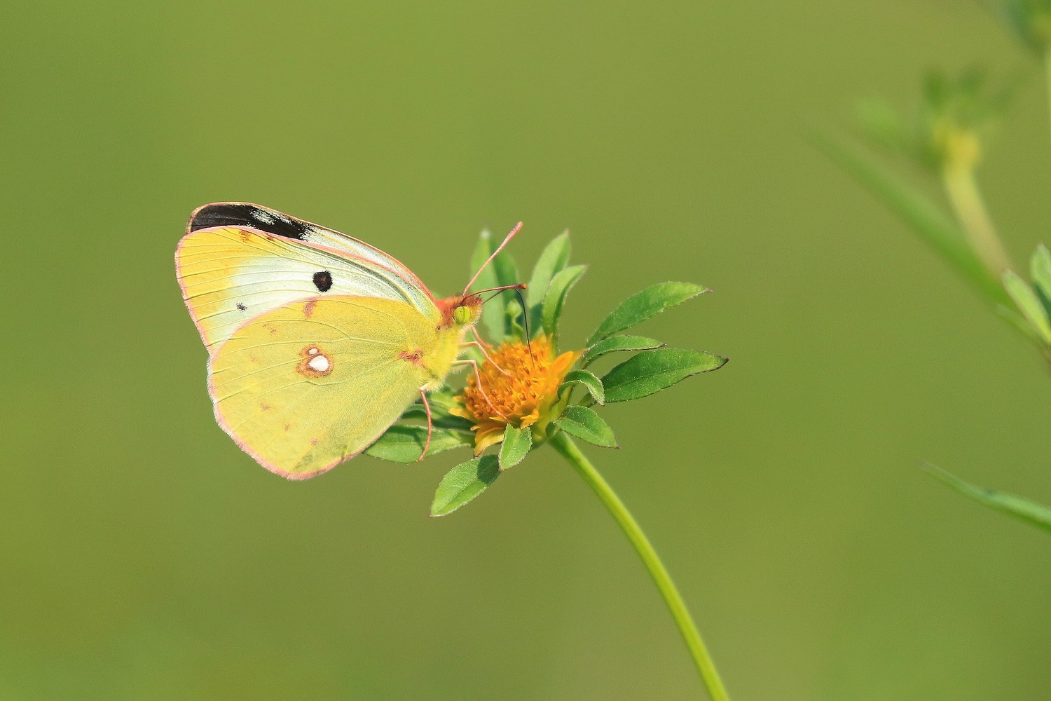 Colias crocea f. helice ?   S !