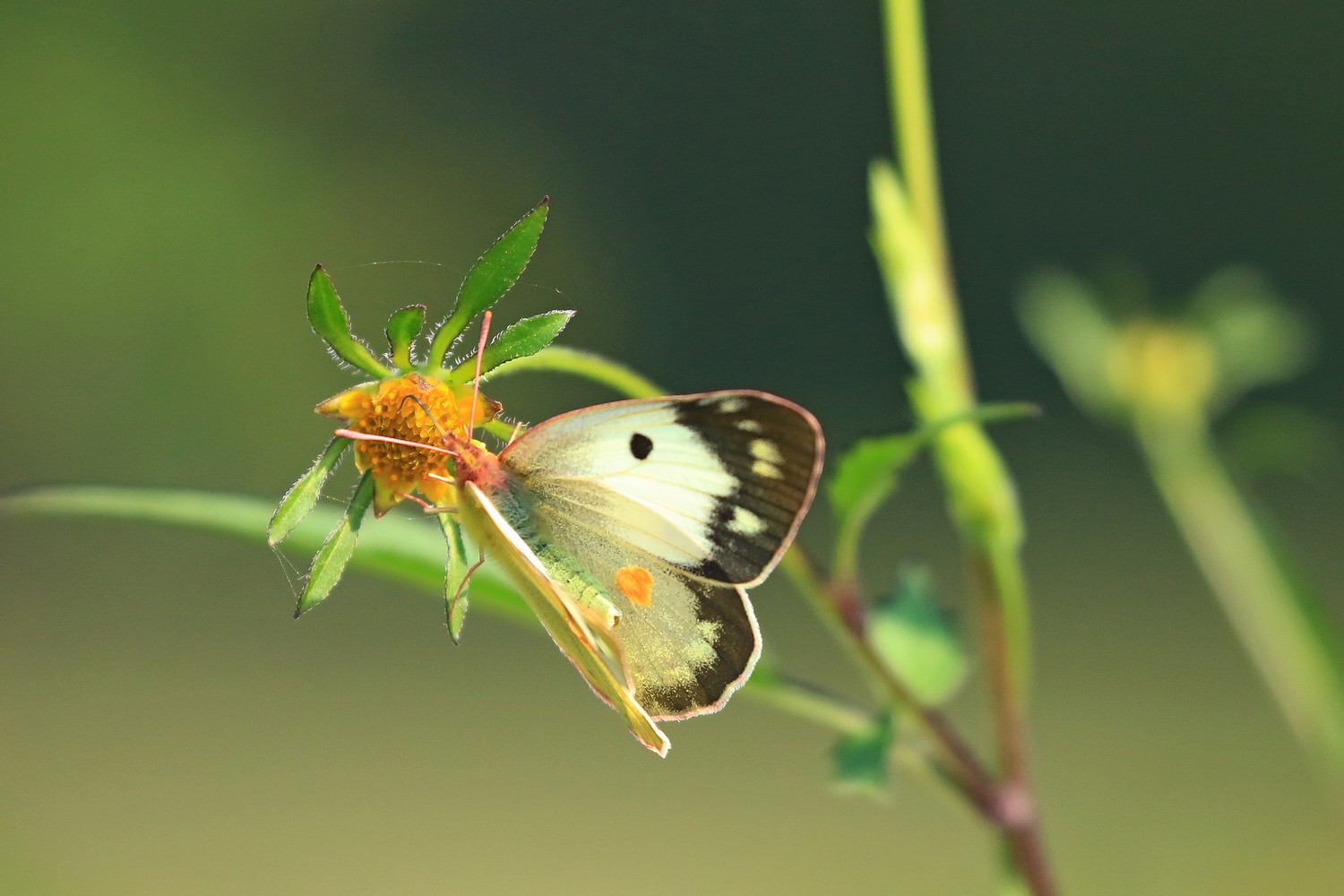 Colias crocea f. helice ?   S !