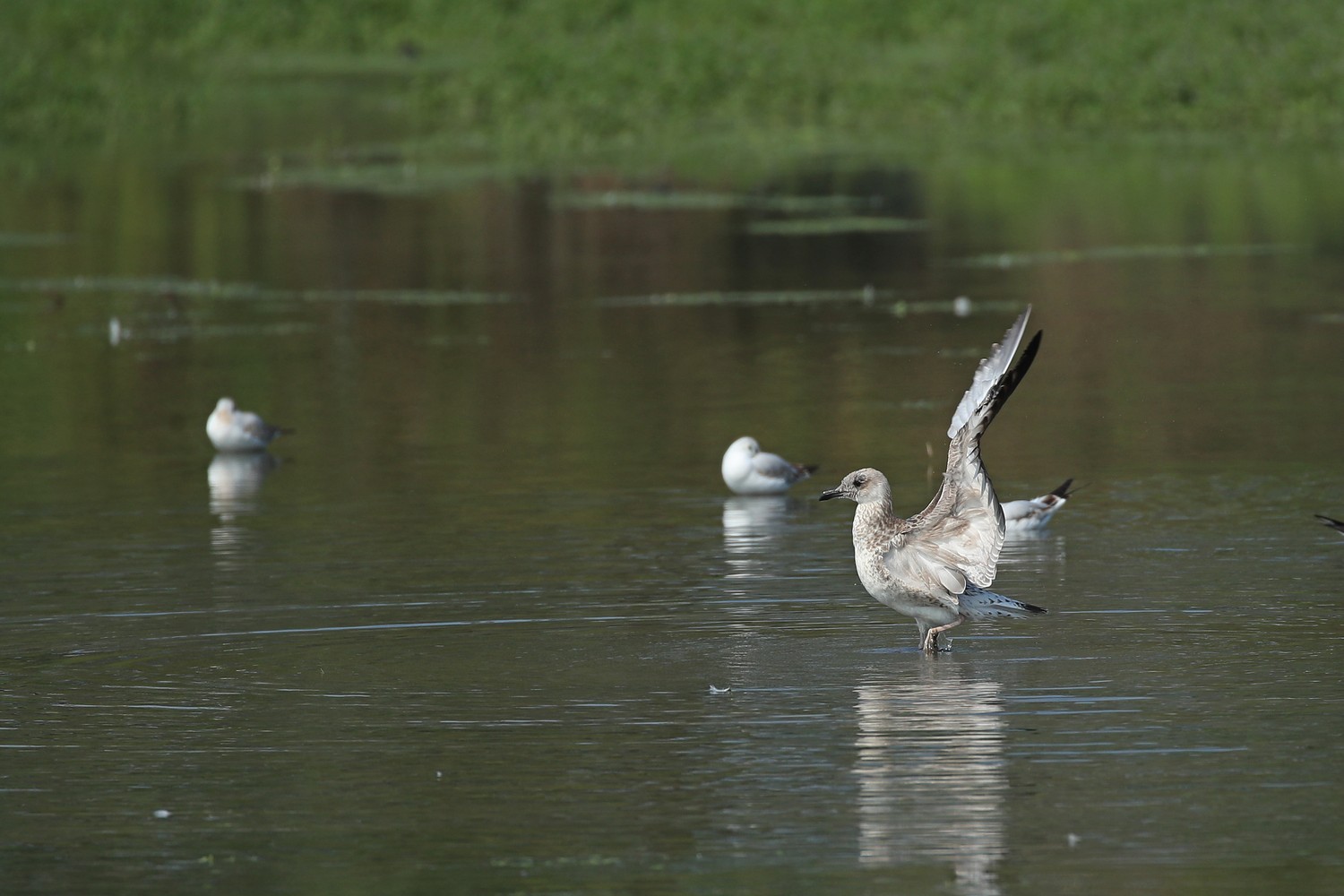 Quale gabbiano? Gabbiano reale (Larus michahellis)