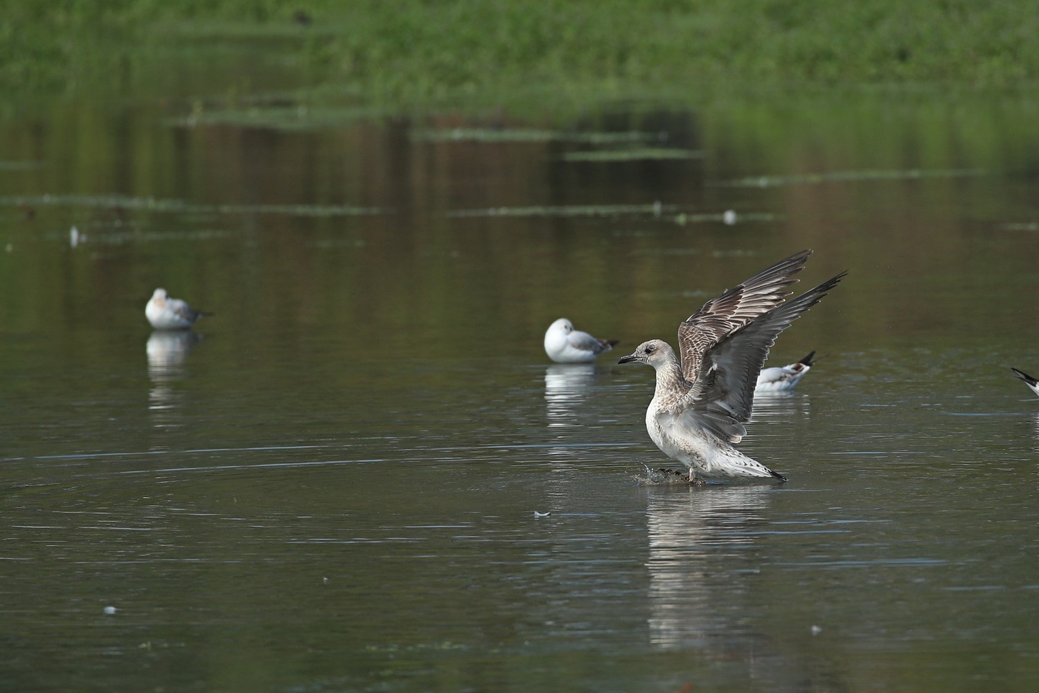 Quale gabbiano? Gabbiano reale (Larus michahellis)