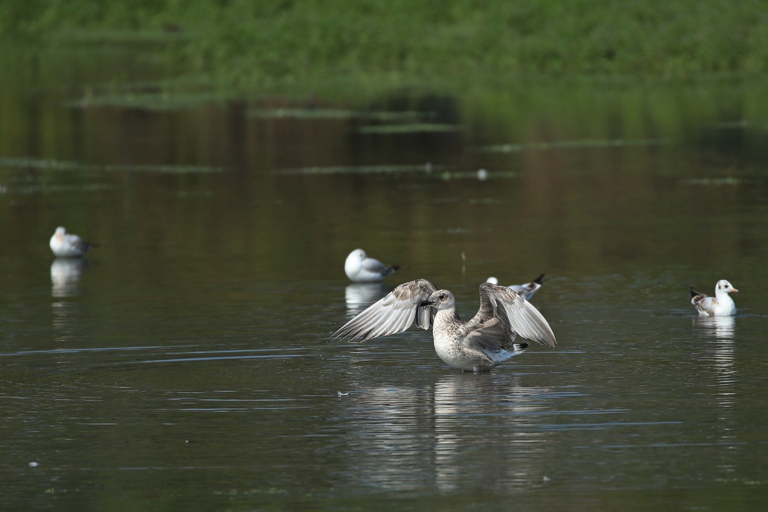 Quale gabbiano? Gabbiano reale (Larus michahellis)