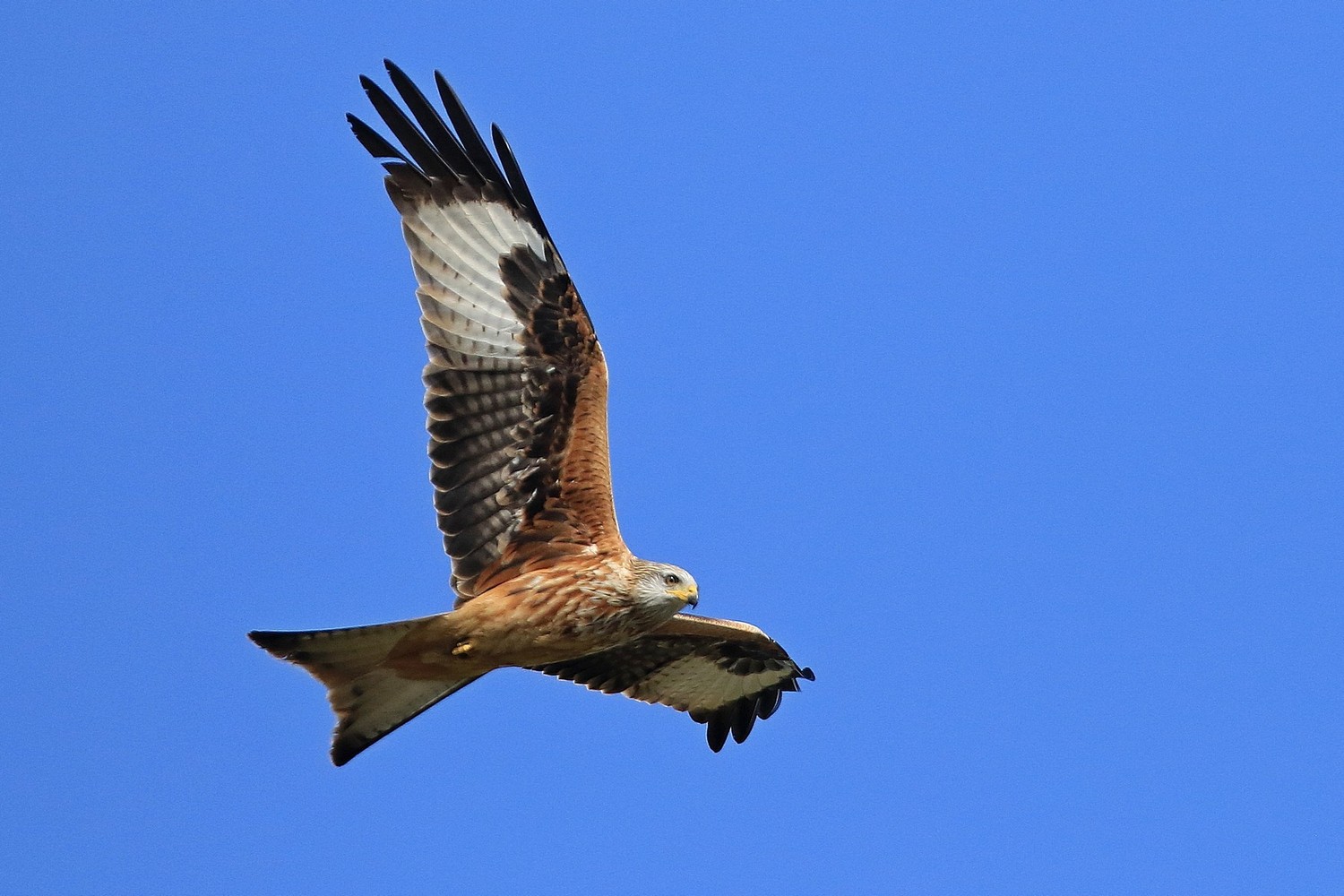 Nibbio reale ( Milvus milvus )