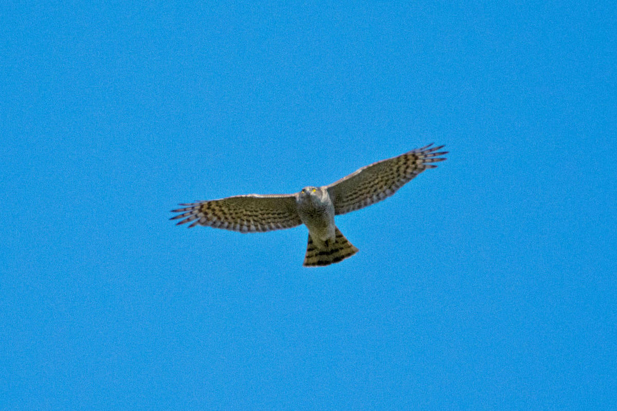 Aiuto identificazione : Sparviere o Astore? Sparviere, femmina