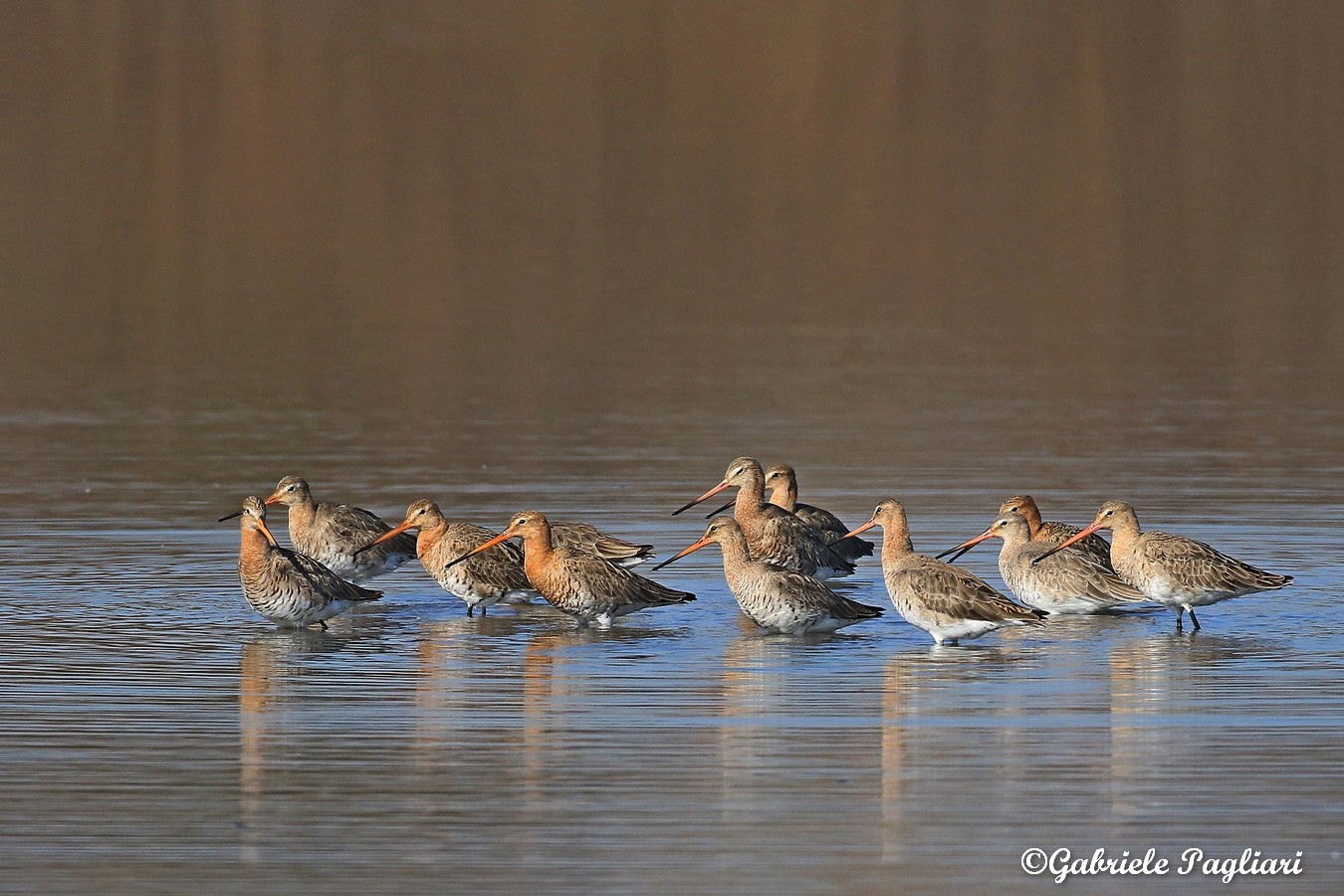 Pittima reale ( Limosa limosa )