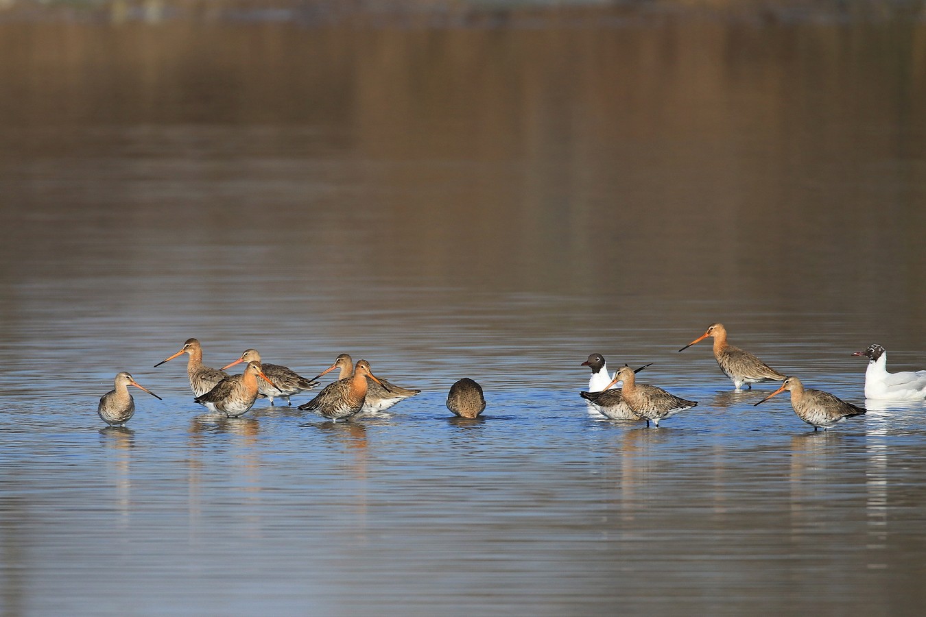 Pittima reale ( Limosa limosa )