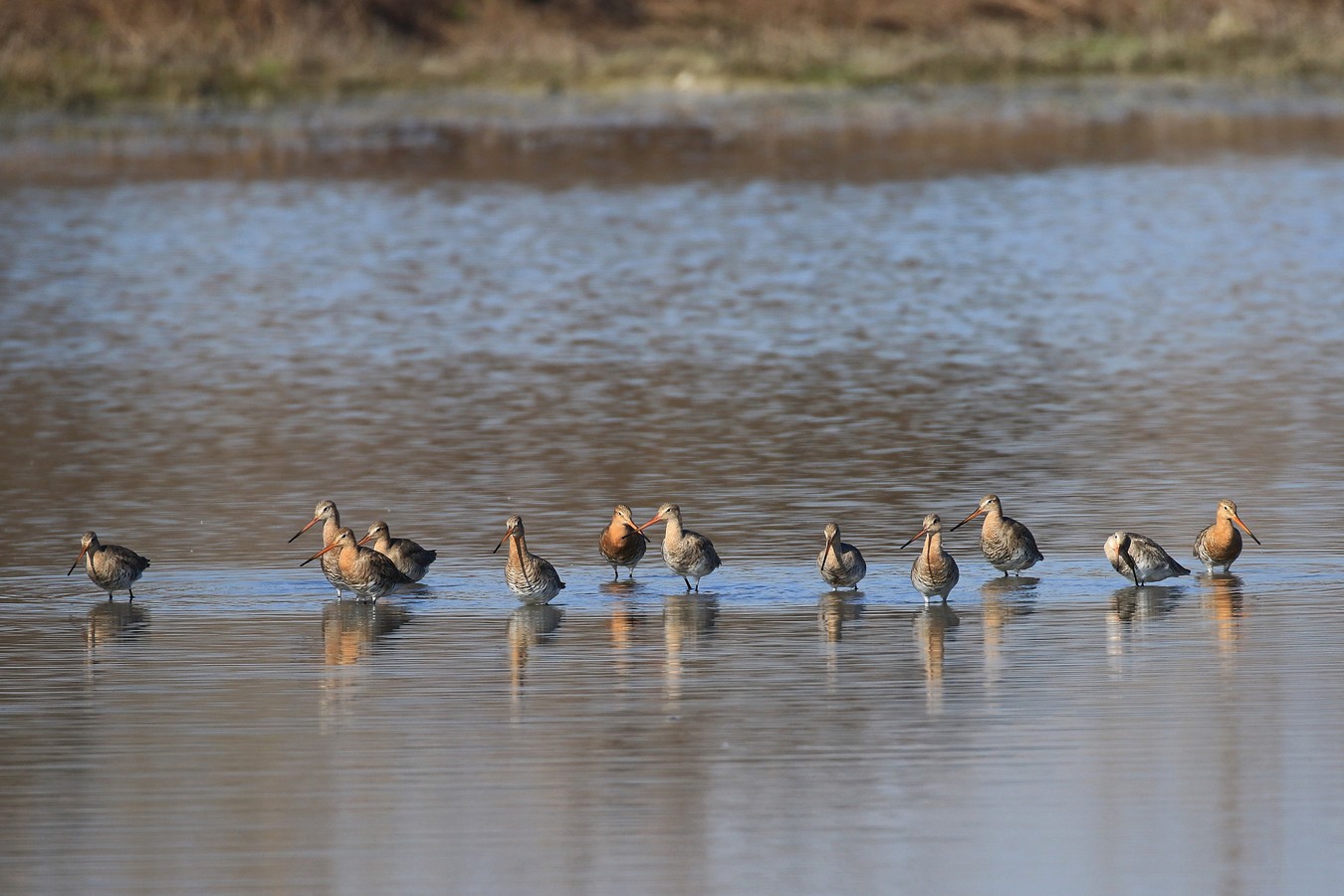 Pittima reale ( Limosa limosa )