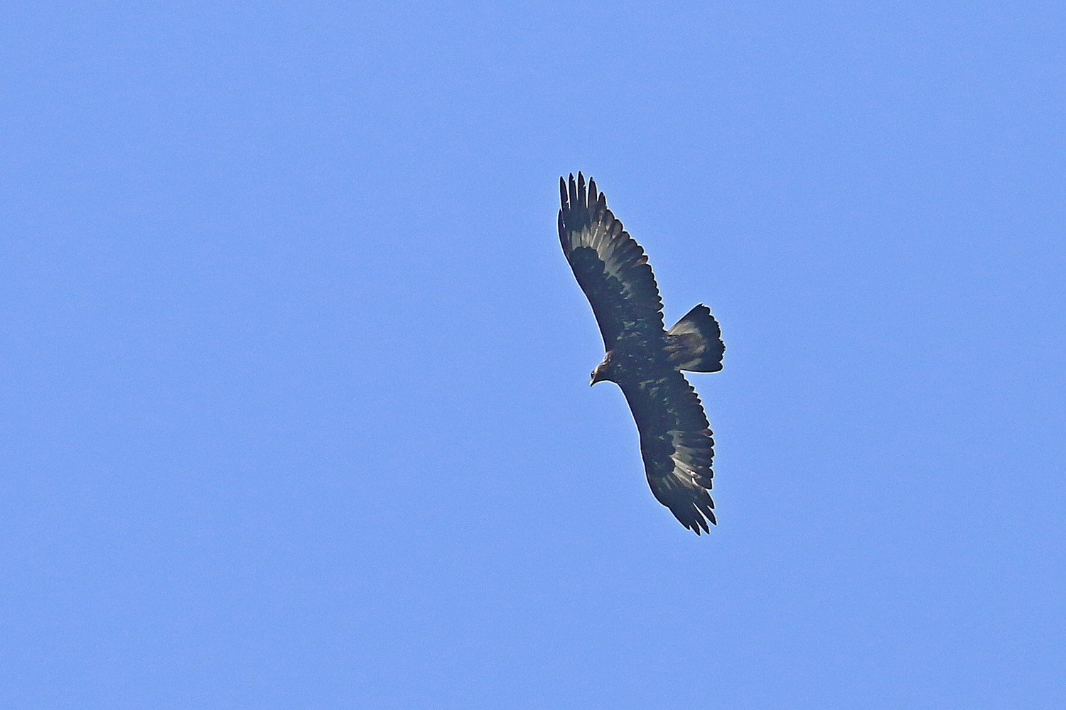 Aquila reale(Aquila chrysaetos) e Nibbio reale (Milvus milvus )