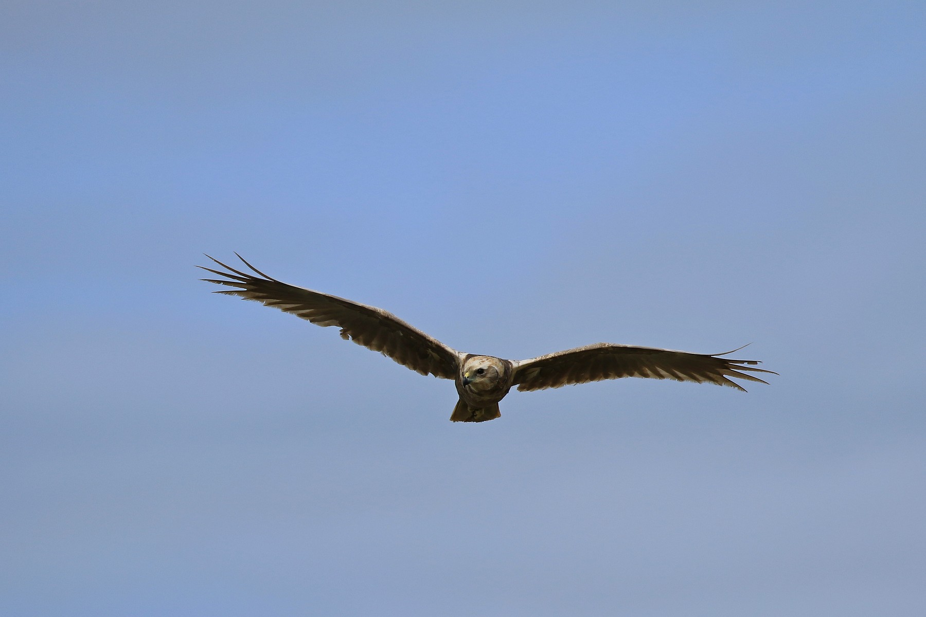 Falco di Palude ( Circus aeruginosus ) leucistico