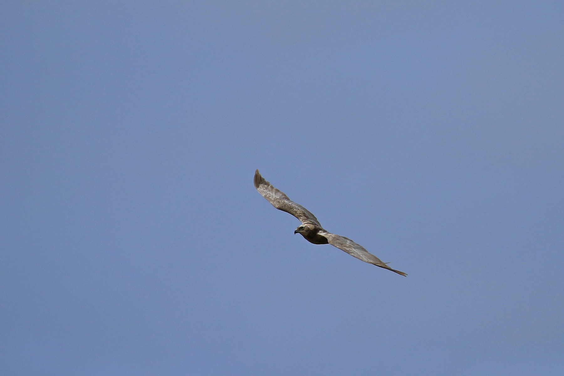 Falco di Palude ( Circus aeruginosus ) leucistico