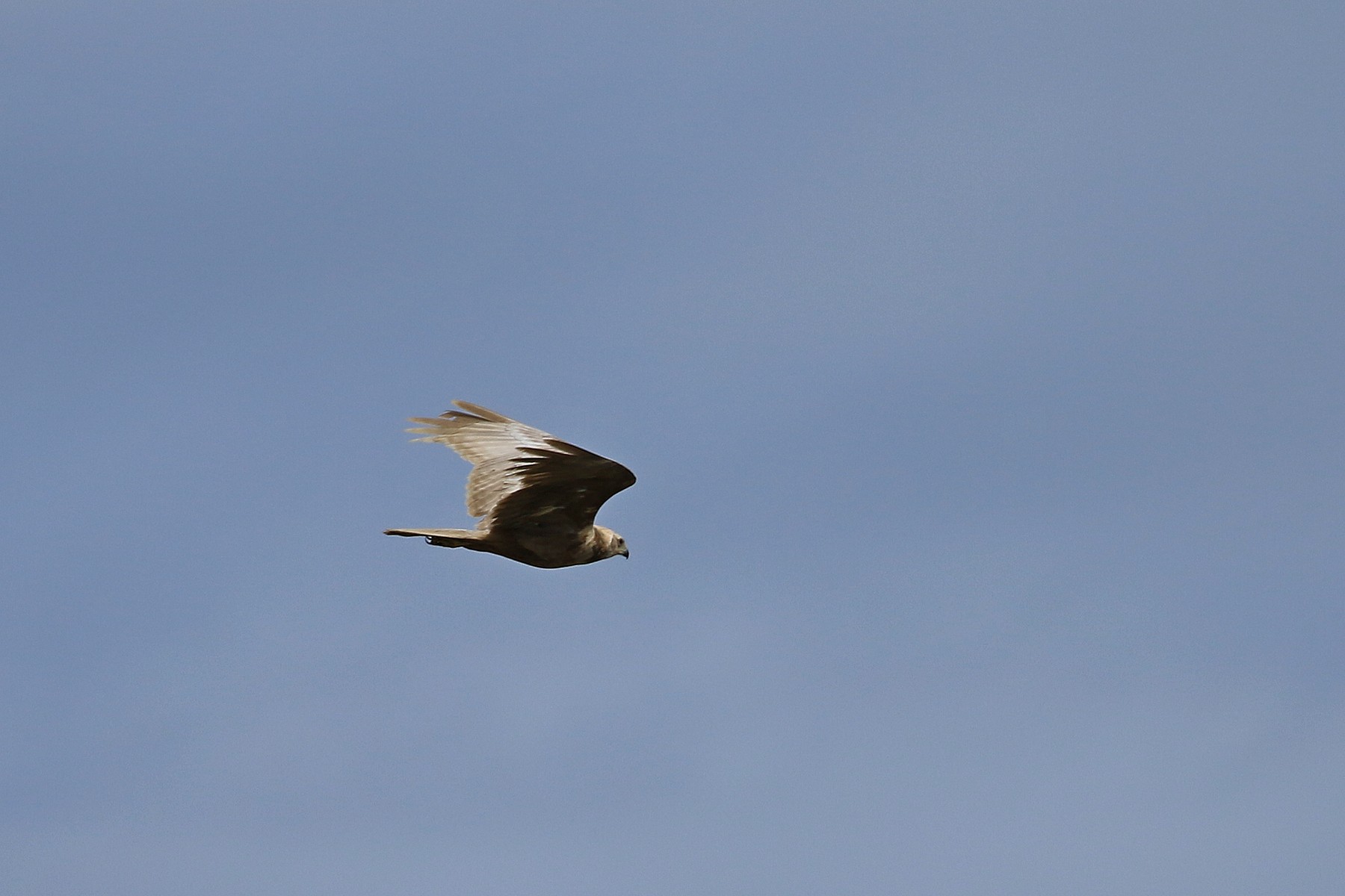 Falco di Palude ( Circus aeruginosus ) leucistico
