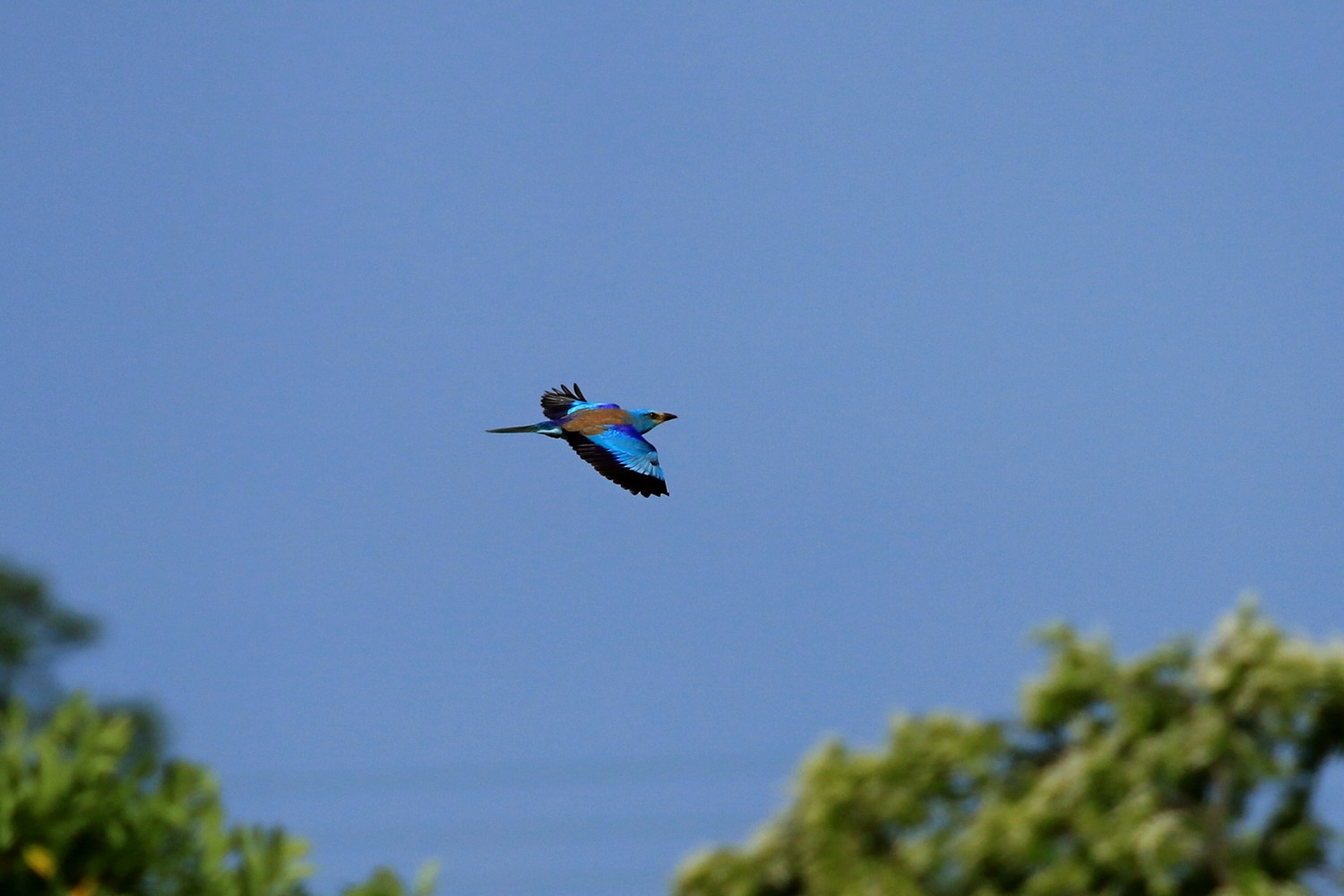 Ghiandaia marina  ( Coracias garrulus )