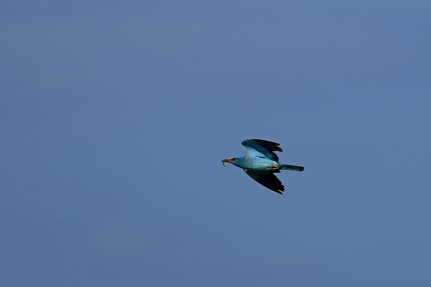 Ghiandaia marina  ( Coracias garrulus )