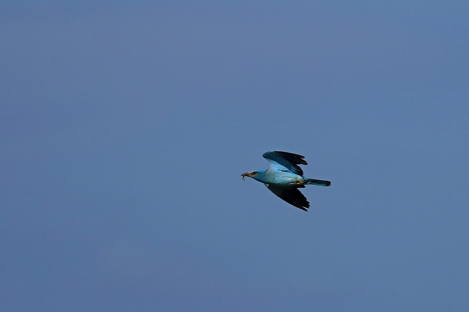 Ghiandaia marina  ( Coracias garrulus )