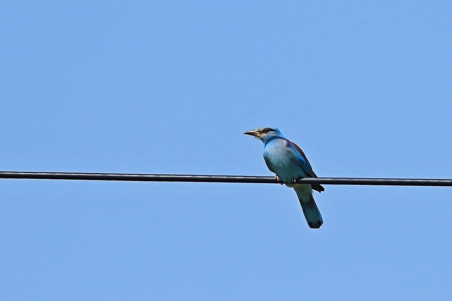 Ghiandaia marina  ( Coracias garrulus )