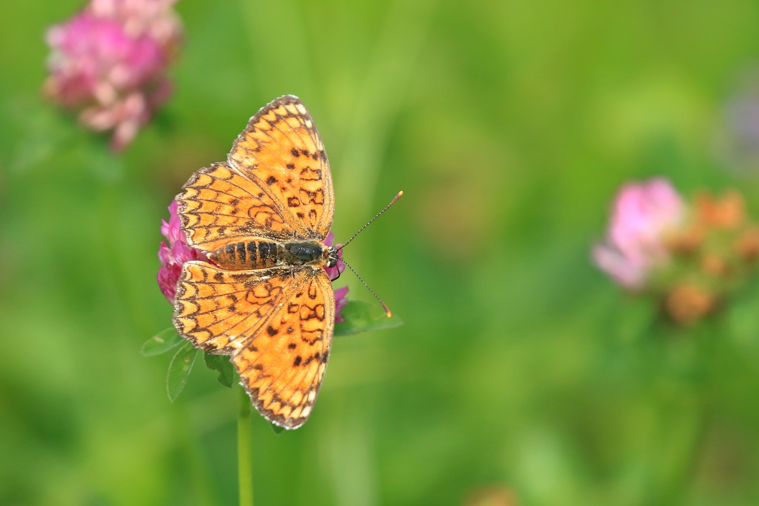 Melitaea phoebe - Nymphalidae