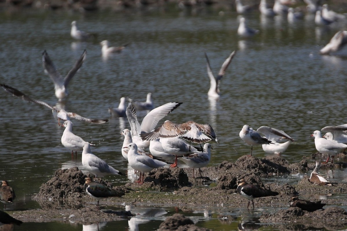 Aiuto identificazione Gabbiano