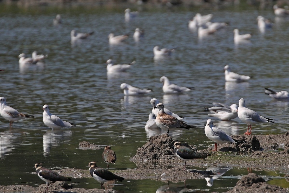 Aiuto identificazione Gabbiano