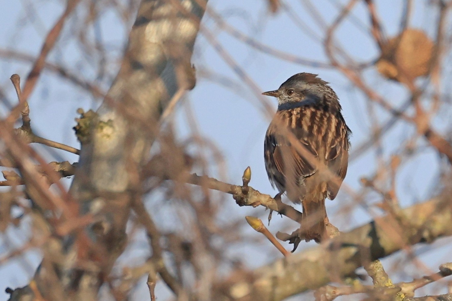Passera scopaiola